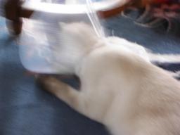 more kittens